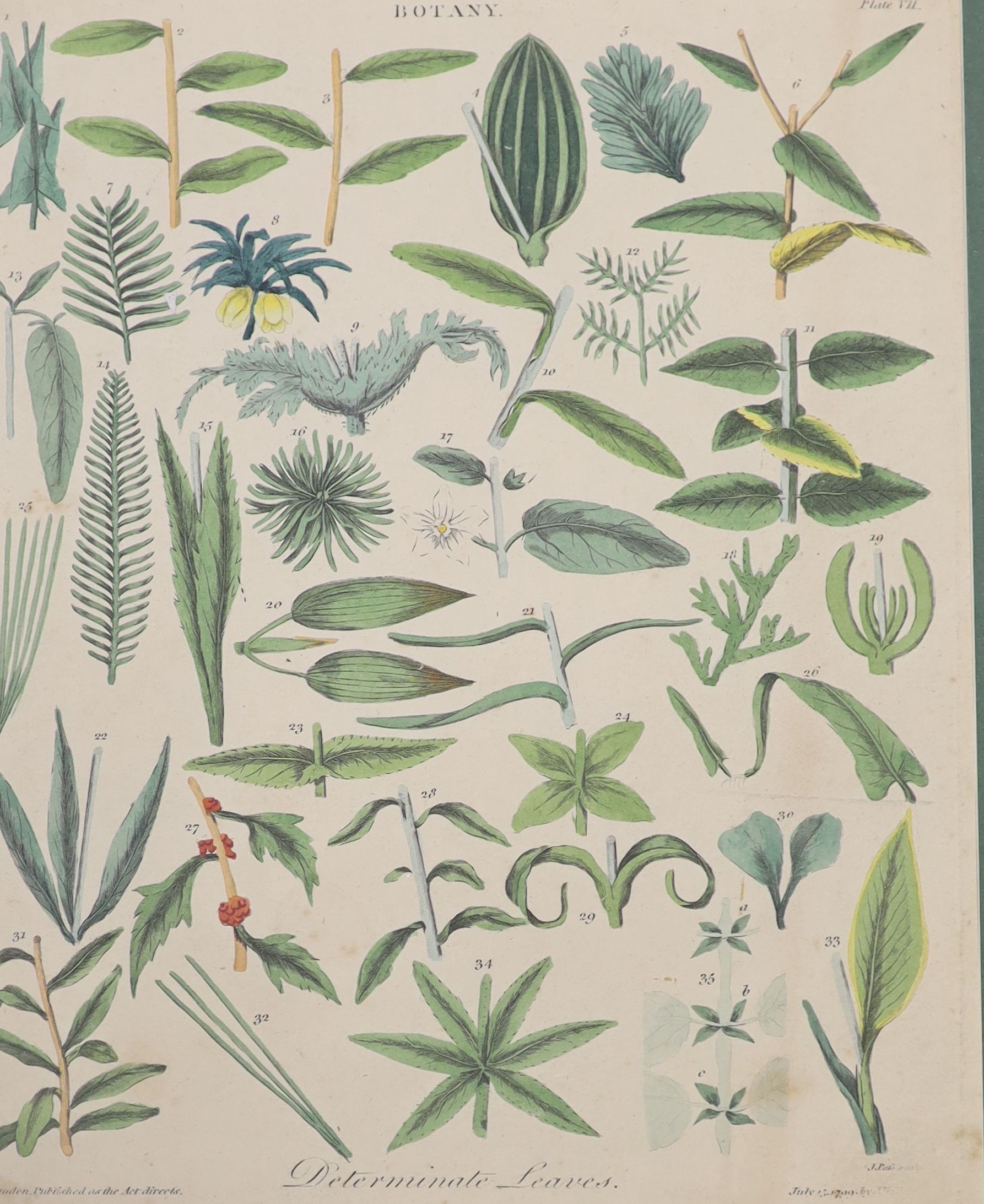 A set of eight 19th century hand coloured botanical engravings, 26 x 20cm